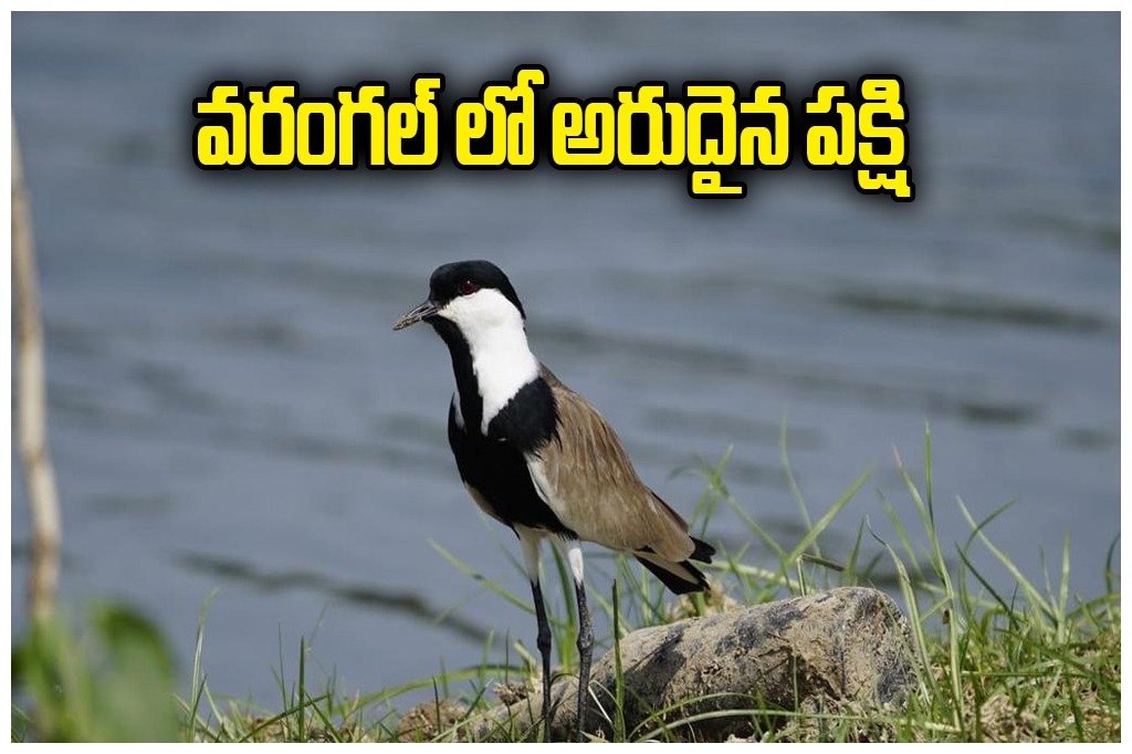 Rare Spur Winged Lapwing Bird