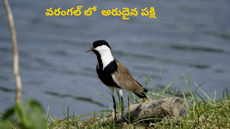 నిజాం రాజు మీద బాంబు వేసిన యోధులు వ_రంగ_ల్ వారే.