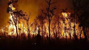 Massive fire breaks out in tirumala forest