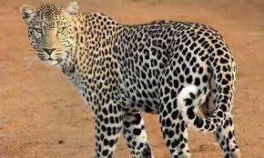 Leopard falls into Pit in Prakasham district AP