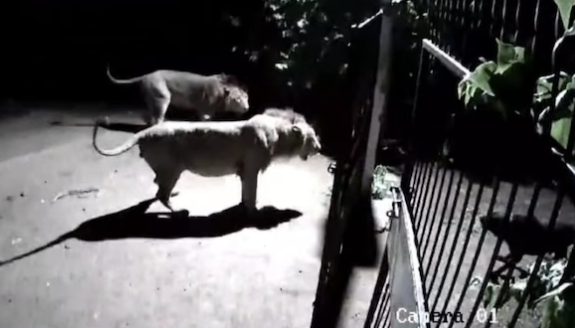 Dogs Vs Lions