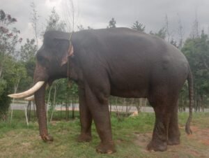 Kumki Elephants