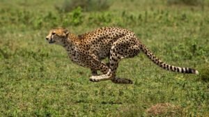 Leopard roaming in Mulugu district