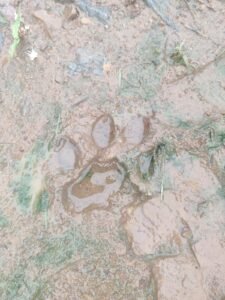 Leopard roaming in Mulugu district