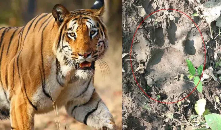 tiger-adilabad_V_jpg--816x480-4g