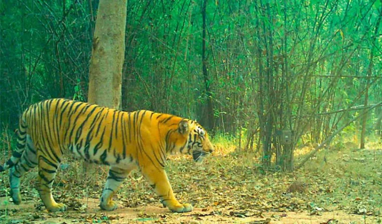 tiger-3_V_jpg--816x480-4g