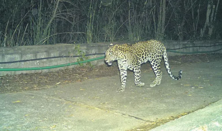 Cheetah_V_jpg--816x480-4g