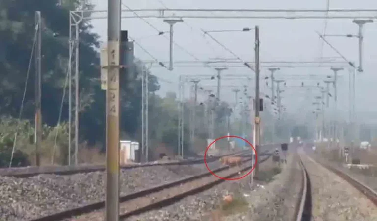 tiger-asifabad_V_jpg--816x480-4g