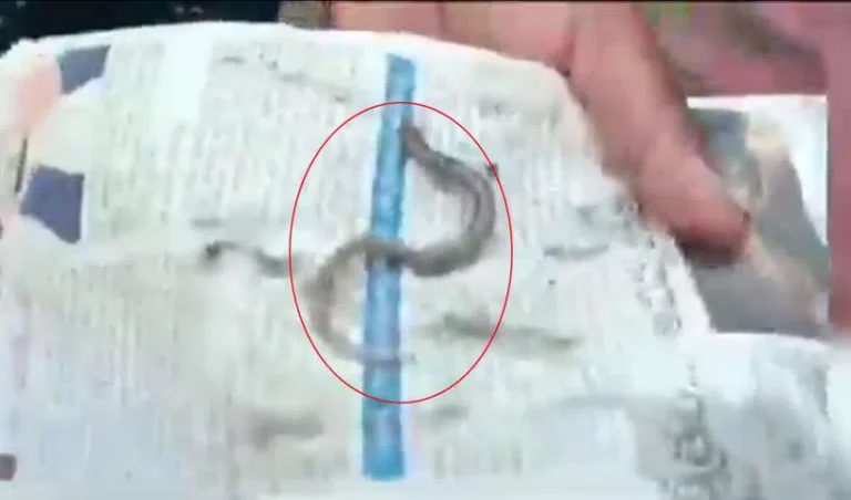 snake-toddy_V_jpg--816x480-3g