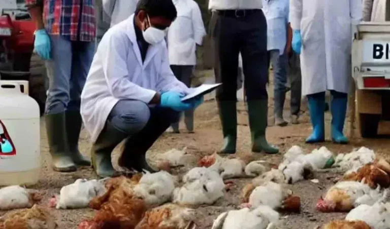 Chicken-deaths-in-Konnur_V_jpg--816x480-4g