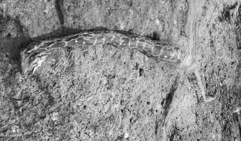 RAYAPARTHI_V_jpg--816x480-4g