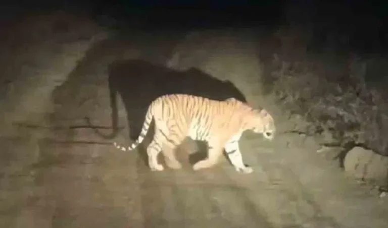 tiger-1_V_jpg--816x480-4g