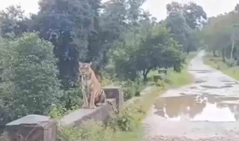 tiger_V_jpg--816x480-4g