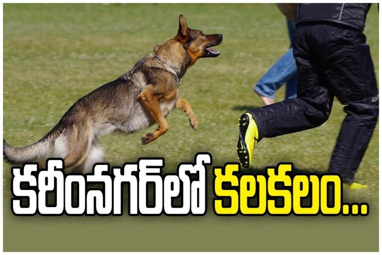 WhatsApp Image 2026-02-11 at 5.15.16 PM