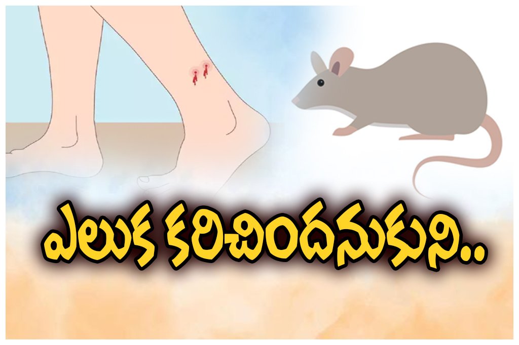 snake bite mistaken rat bite