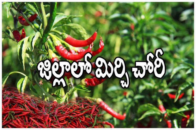 Parkal chilli theft farmer