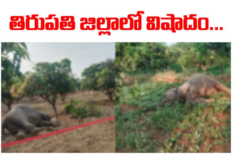 Two elephants die due to electric fencing in Tirupati