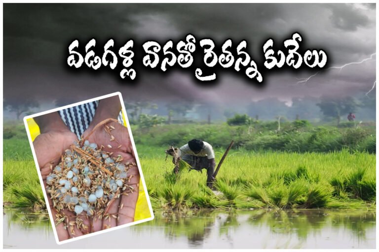 Telangana crop damage unseasonal rains
