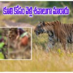 Chandrapur Tiger Attack Women