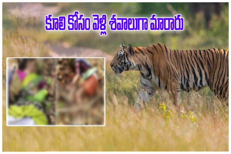 Chandrapur Tiger Attack Women