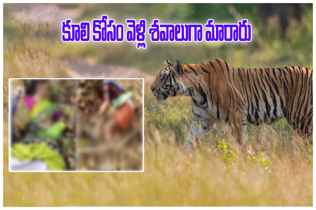 Chandrapur Tiger Attack Women