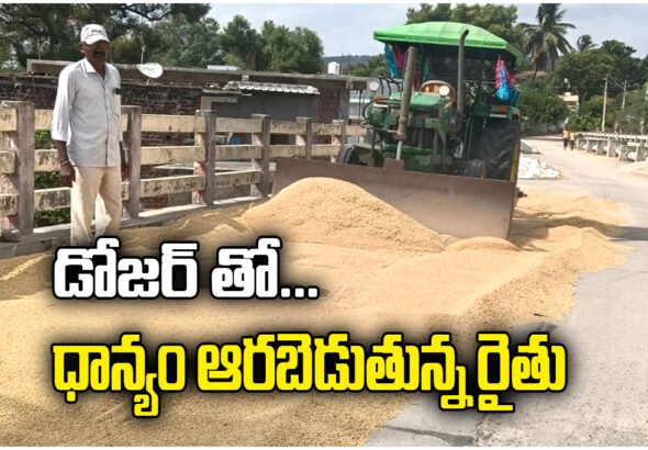 Farmer uses dozer for grain drying, reducing labor costs, saving time, and improving paddy handling efficiency.