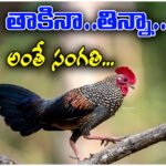 Grey Junglefowl Protection Law