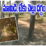 Station Ghanpur Tree Fire