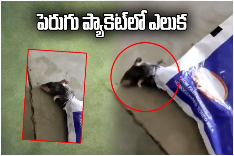 Dead Rat in Curd
