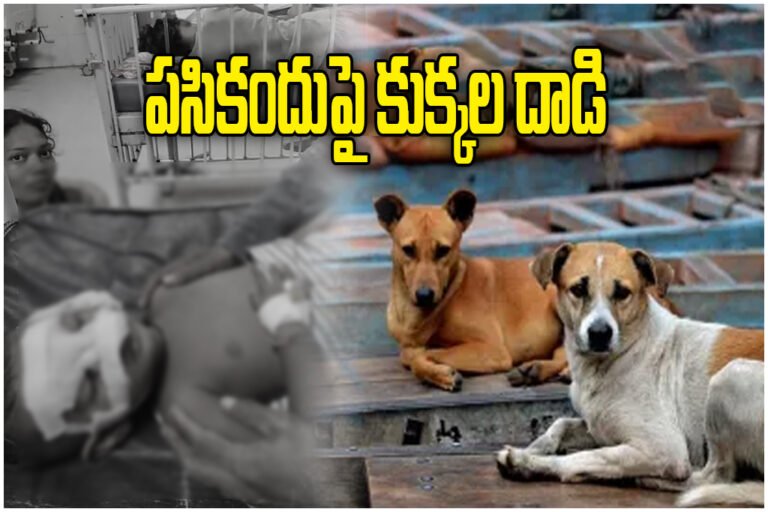 Warangal Stray Dog Attack