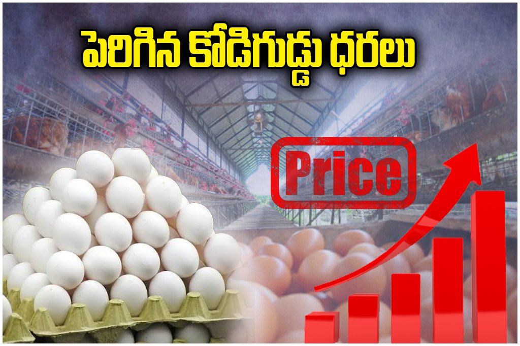 Egg Prices Hit Rs8