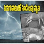Lightning Strike Kills Cow