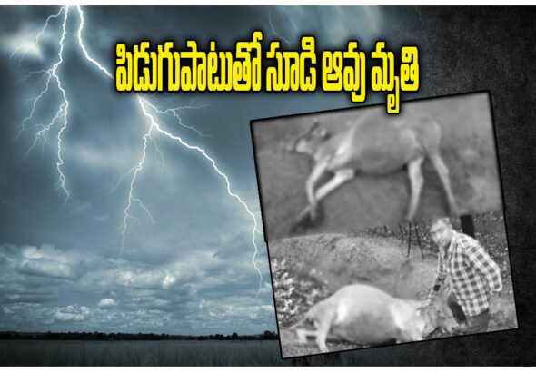 Lightning Strike Kills Cow