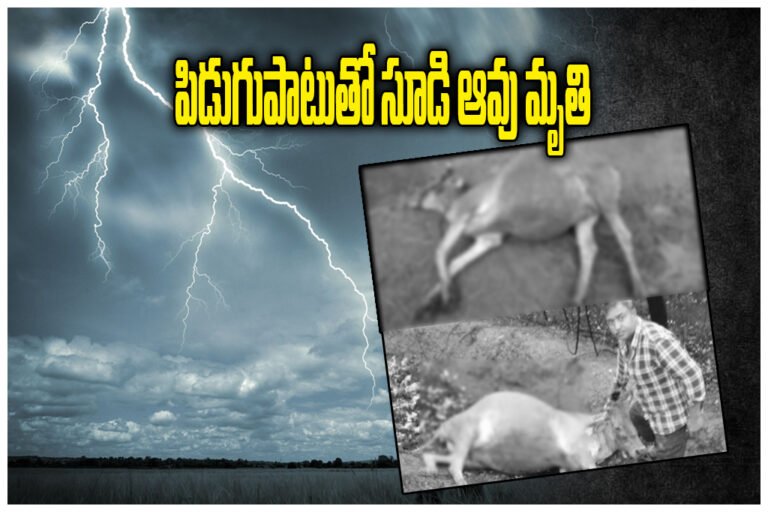 Lightning Strike Kills Cow