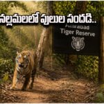 nallamalla forest Amrabad Tiger Reserve