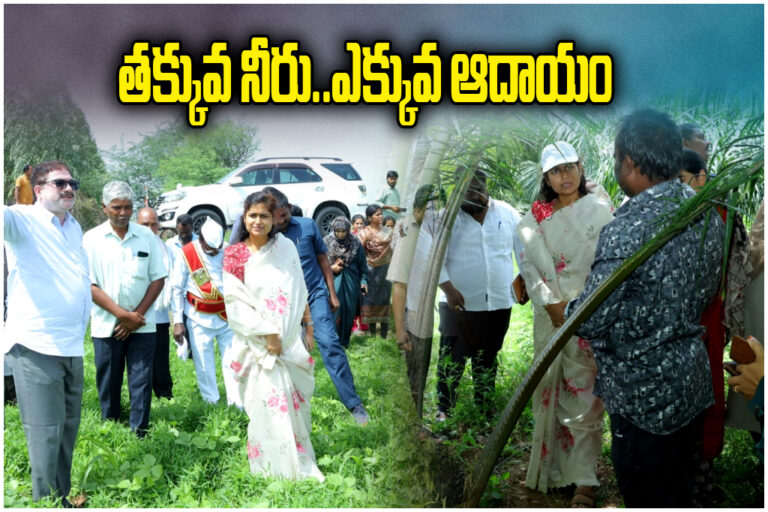 Collector Alternative Crop Farming