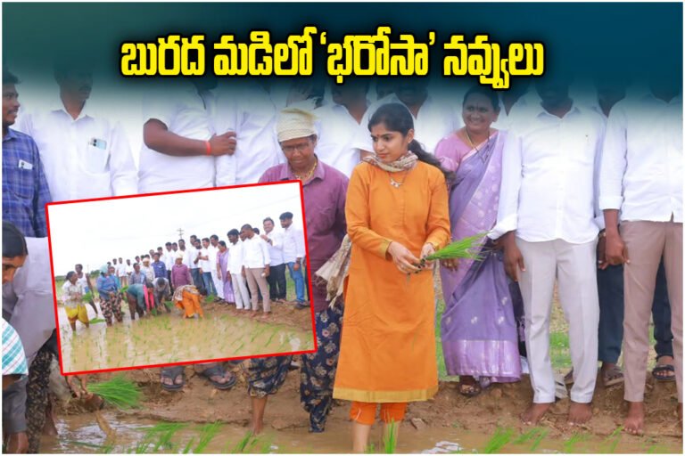 MLA Yashaswini Reddy Paddy Plantation