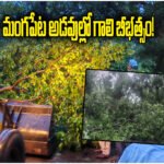 Mangapet Forest Wind Damage