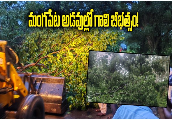 Mangapet Forest Wind Damage