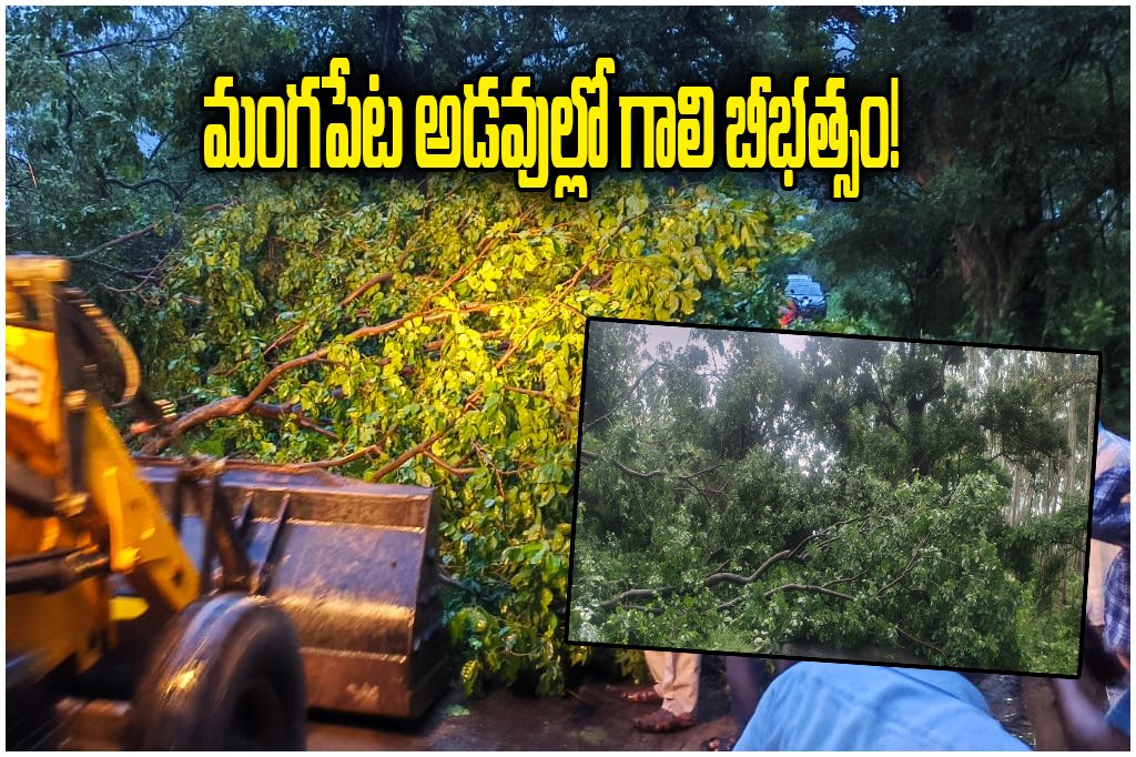 Mangapet Forest Wind Damage
