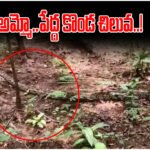 Python Rescue Eturunagaram Forest