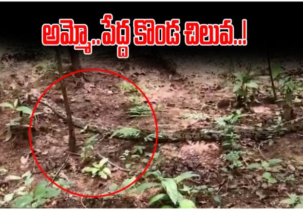 Python Rescue Eturunagaram Forest