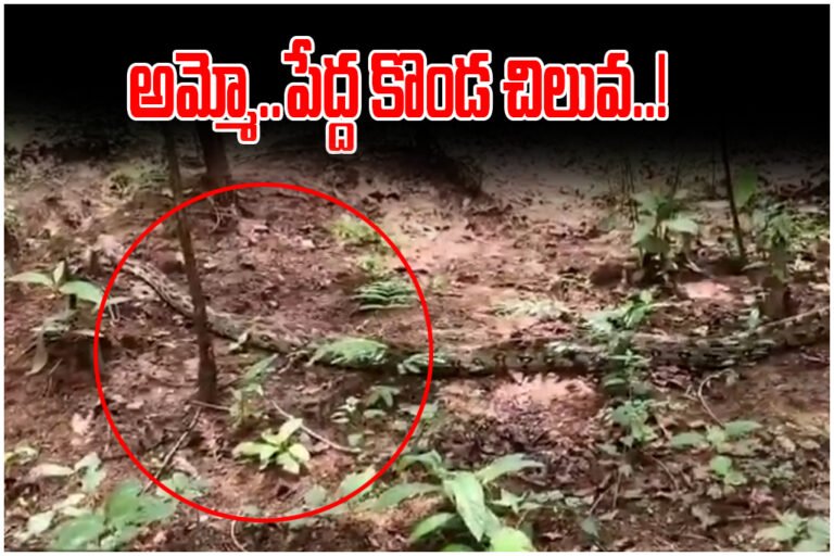 Python Rescue Eturunagaram Forest