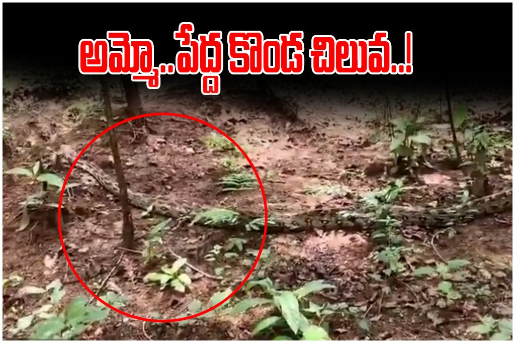 Python Rescue Eturunagaram Forest