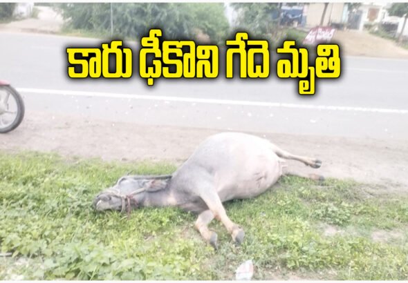 Rayaparthy Buffalo Road Accident