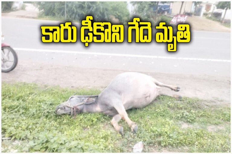 Rayaparthy Buffalo Road Accident