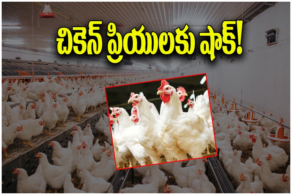 Chicken Price Hike India