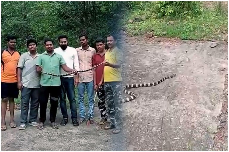 Banded Krait Snake