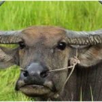 Bihar Buffalo DNA Test