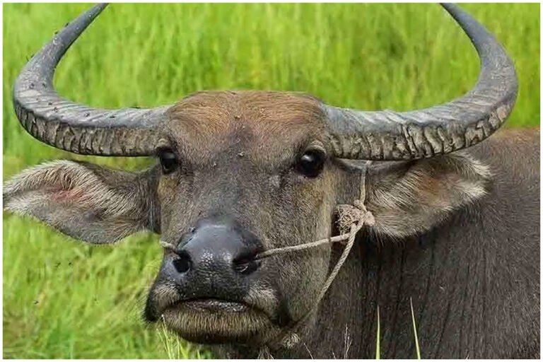 Bihar Buffalo DNA Test